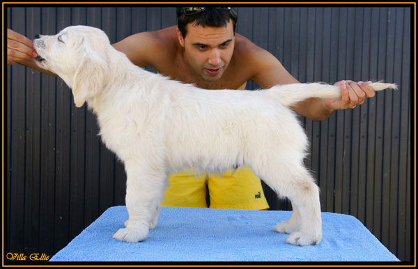 cachorro de golden retriever